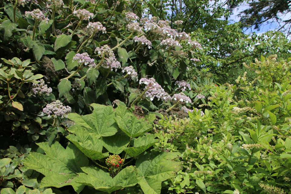 Гортензия Саржента (дат. Kinesisk hortensia, Hydrangea aspera ssp. sargentiana / Hydrangea sargentiana), Заманиха ощетиненная (дат. Tornpanax, лат. Oplopanax horridus). Ботанический сад Орхус 27 июля 2022, Дания