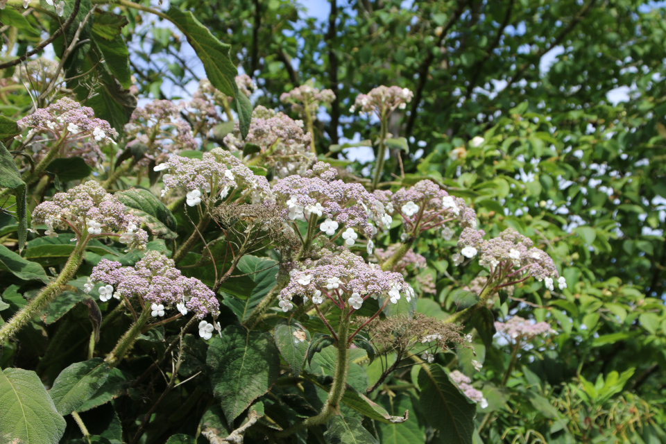 Гортензия Саржента (дат. Kinesisk hortensia, Hydrangea aspera ssp. sargentiana / Hydrangea sargentiana). Ботанический сад Орхус 27 июля 2022, Дания