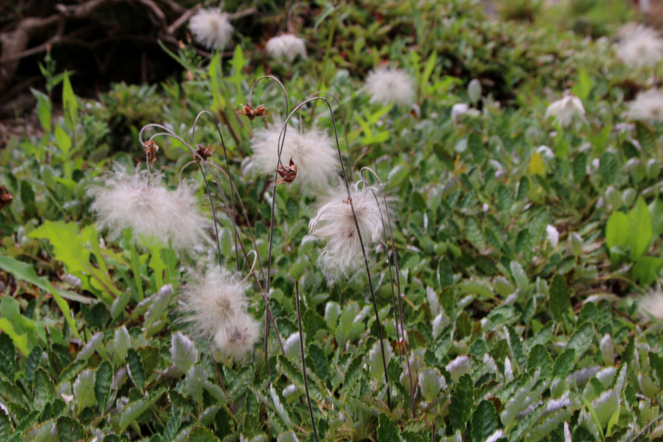 Дриада восьмилепестная или Куропаточья трава (лат. Dryas octopetala). Ботанический сад Орхус 27 июля 2022, Дания