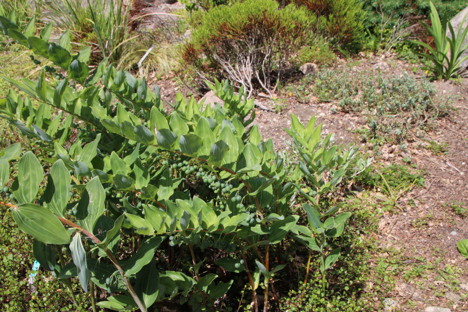 Купена многоцветковая (дат. Storkonval, лат. Polygonatum multiflorum). Ботанический сад Орхус 27 июля 2022, Дания