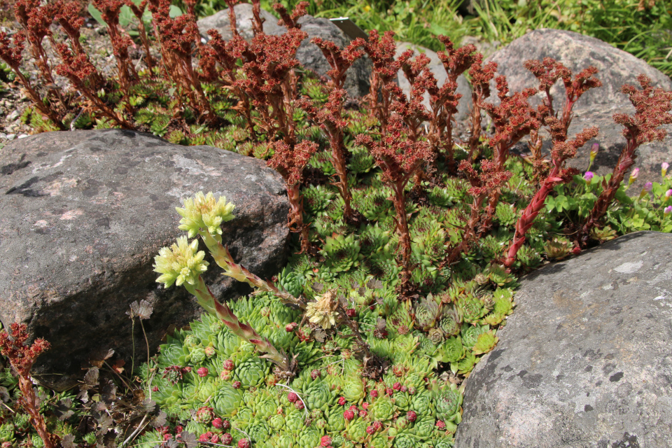 Молодило Известковое (дат. Husløg, лат. Sempervivum calcareum 'Blood Tip'). Ботанический сад Орхус 27 июля 2022, Дания