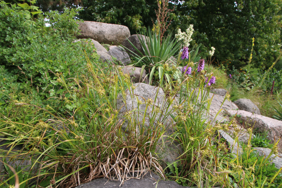 Осока Грея (дат. Morgenstjernestar, лат. Carex grayi). Ботанический сад Орхус 27 июля 2022, Дания