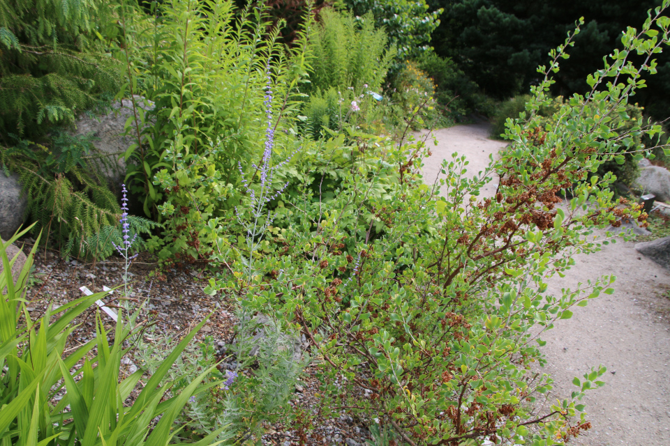 Курчавка грушелистная (лат. Atraphaxis pyrifolia Bunge), Перовския лебедолистная (дат. Russisk salvie. лат. Perovskia atriplicifolia). Ботанический сад Орхус 27 июля 2022, Дания