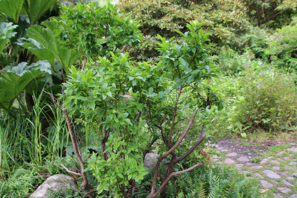 Черника Кавказская (лат. Vaccinium arctostaphylos), Гуннера влагалищная (дат. Mammutblad, лат. Gunnera manicata). Ботанический сад Орхус 27 июля 2022, Дания