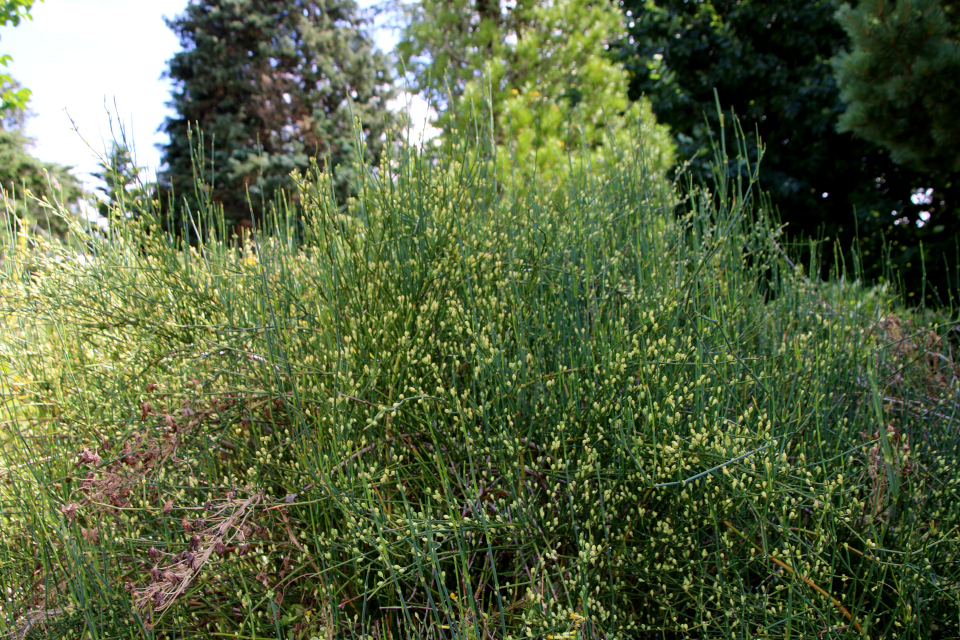 Хвойник чилийский или Эфедра чилийская (дат. Ledris, лат. Ephedra chilensis) . Ботанический сад Орхус 27 июля 2022, Дания