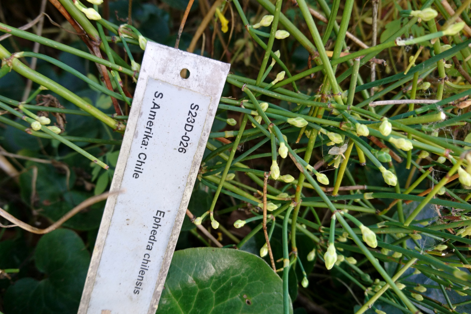 Хвойник чилийский или Эфедра чилийская (дат. Ledris, лат. Ephedra chilensis) . Ботанический сад Орхус 27 июля 2022, Дания