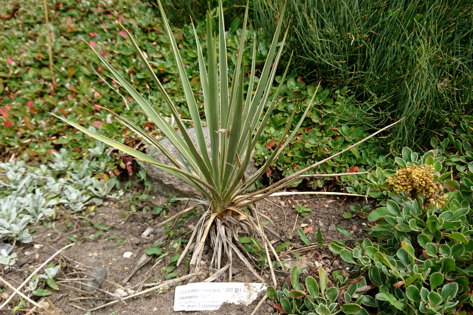 Юкка неомексикана (лат. Yucca neomexicana) . Ботанический сад Орхус 27 июля 2022, Дания