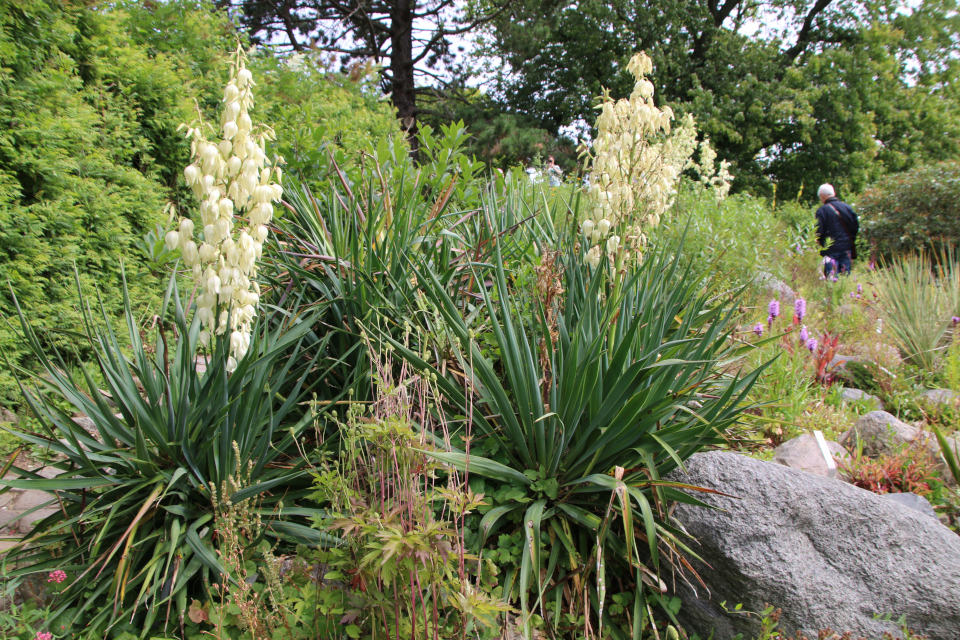 Юкка славная (дат. Palmelilje, лат. Yucca gloriosa). Ботанический сад Орхус 27 июля 2022, Дания