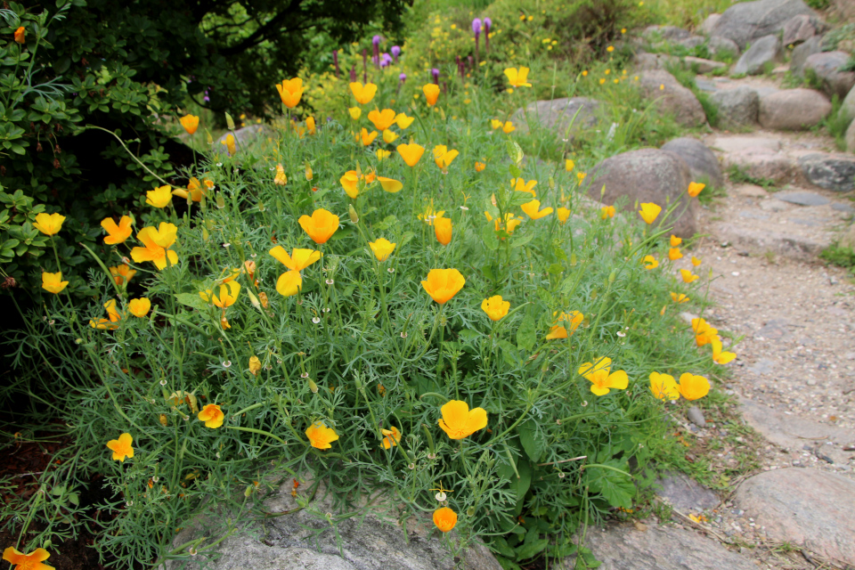 Эшшольция калифорнийская или калифорнийский мак (дат. Californisk guldvalmue, лат. Eschscholzia californica). Ботанический сад Орхус 27 июля 2022, Дания