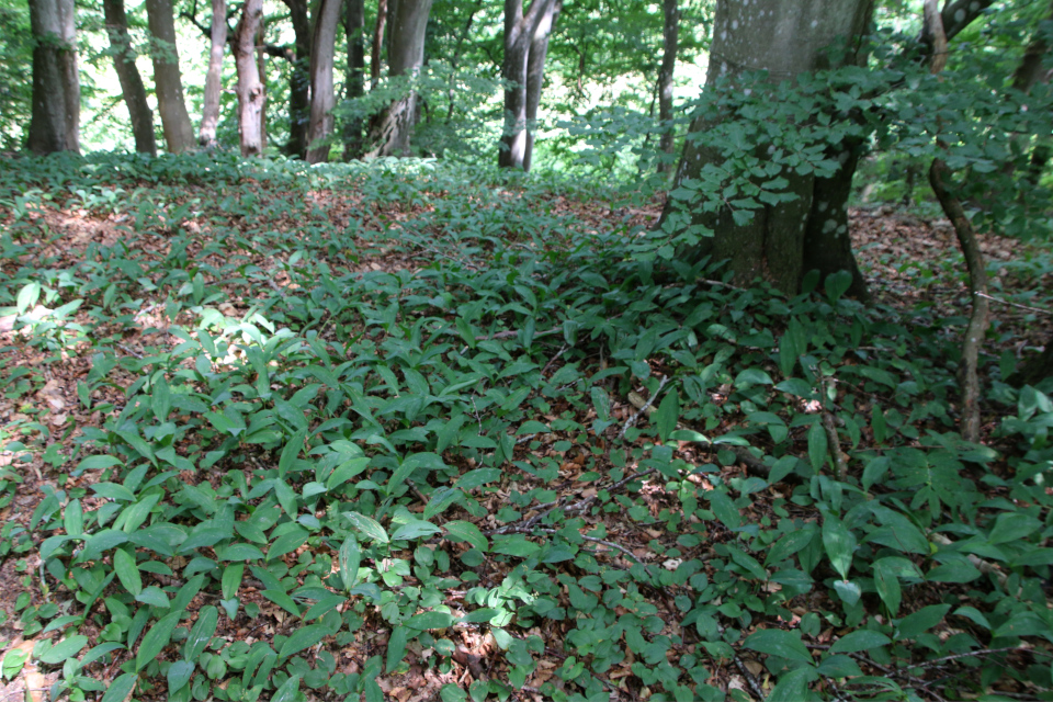 Ландыш майский (дат. Liljekonval, лат. Convallaria majalis). Россия в Дании (Rusland i Danmark), Северная Зеландия, Дания. 3 июля 2022