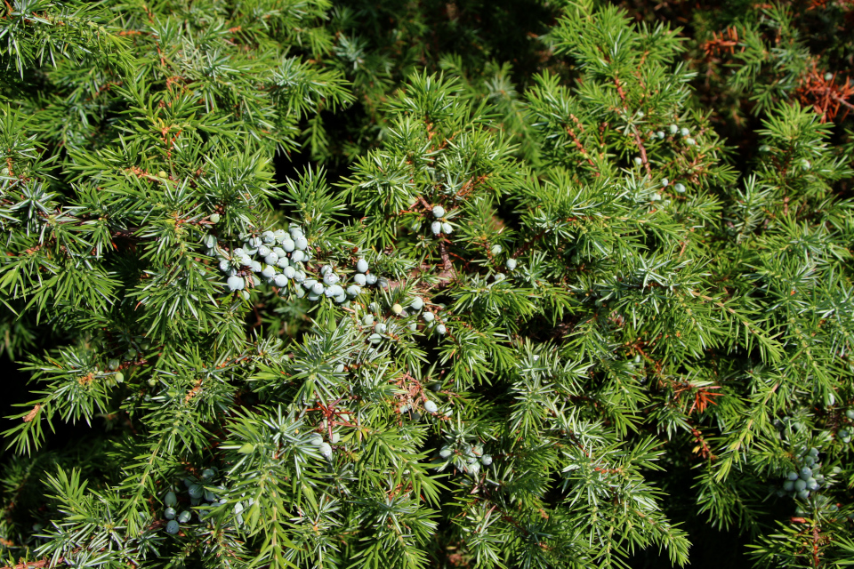 Можжевельник обыкновенный (дат. Almindelig ene, лат. Juniperus communis). Россия в Дании (Rusland i Danmark), Северная Зеландия, Дания. 3 июля 2022