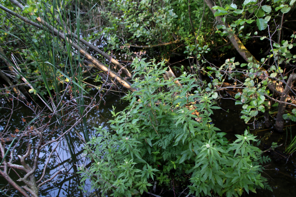 Посконник коноплёвый (дат. Hjortetrøst, лат. Eupatorium cannabinum). Озеро Арресё (Arresø), Фредериксверк, Дания. 2 июля 2022