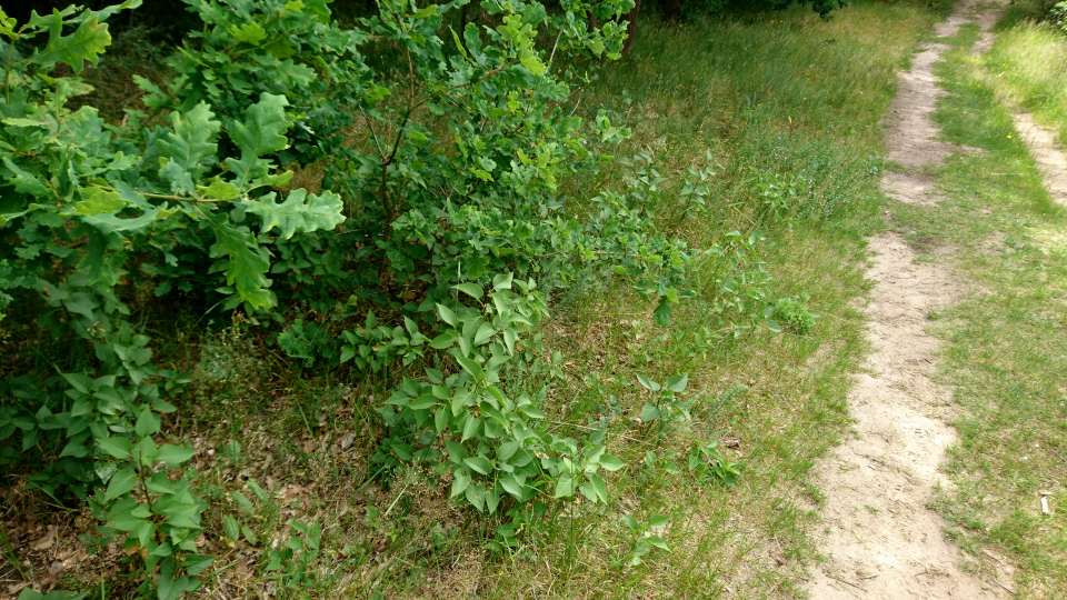 Сирень обыкновенная (дат. Syren, лат. Syringa vulgaris). Россия в Дании (Rusland i Danmark), Северная Зеландия, Дания. 3 июля 2022