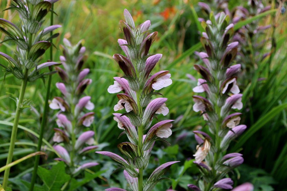 Акант мягкий (дат. Blød Akantus, лат. Acanthus mollis). Мемориальный парк Марселисборг 5 августа 2022, Дания