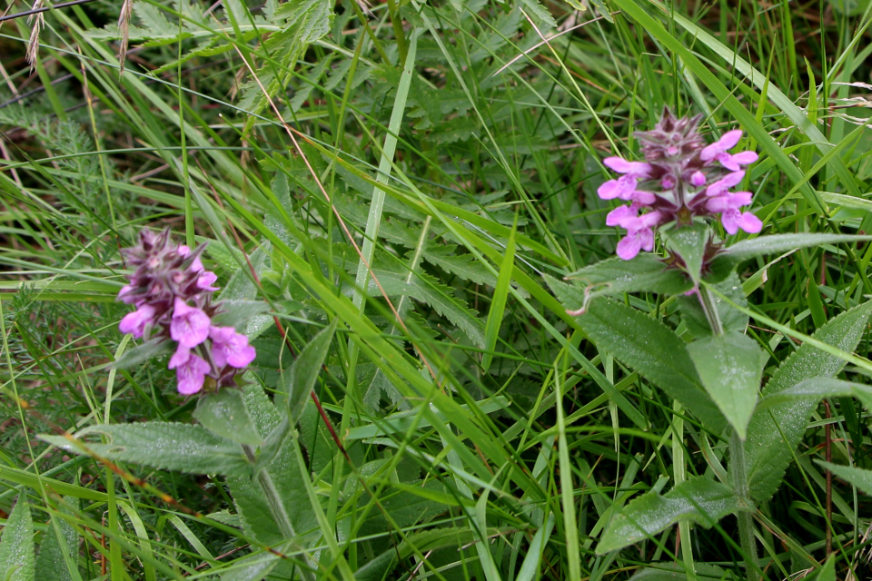 Чистец болотный (дат. Kær-Galtetand, лат. Stachys palustris). Лунденэс (Lundenæs), Дания. 28 августа 2022