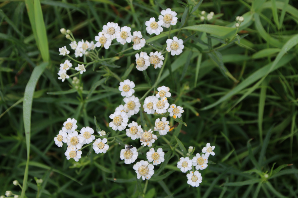 Тысячелистник птармика (дат. Nyse Røllike, лат. Achillea Ptarmica). Лунденэс (Lundenæs), Дания. 28 августа 2022