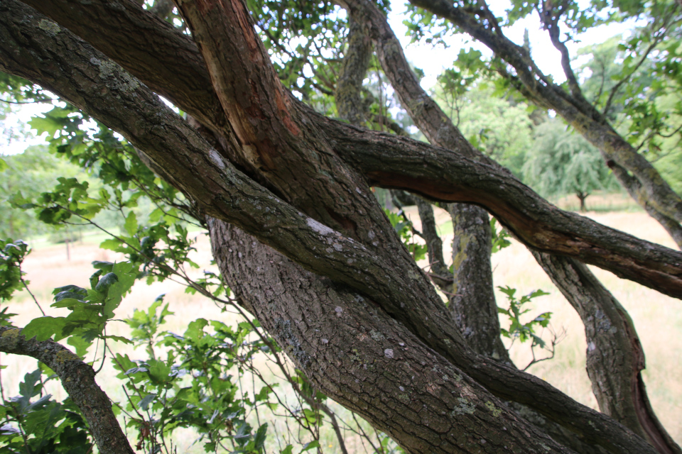 Дуб черешчатый пирамидальный Марселиборг (дат. Pyramide-Eg, лат. Quercus Robur 'Fastigiata'), Мемориальный парк, Орхус, Дания. 5 августа 2022