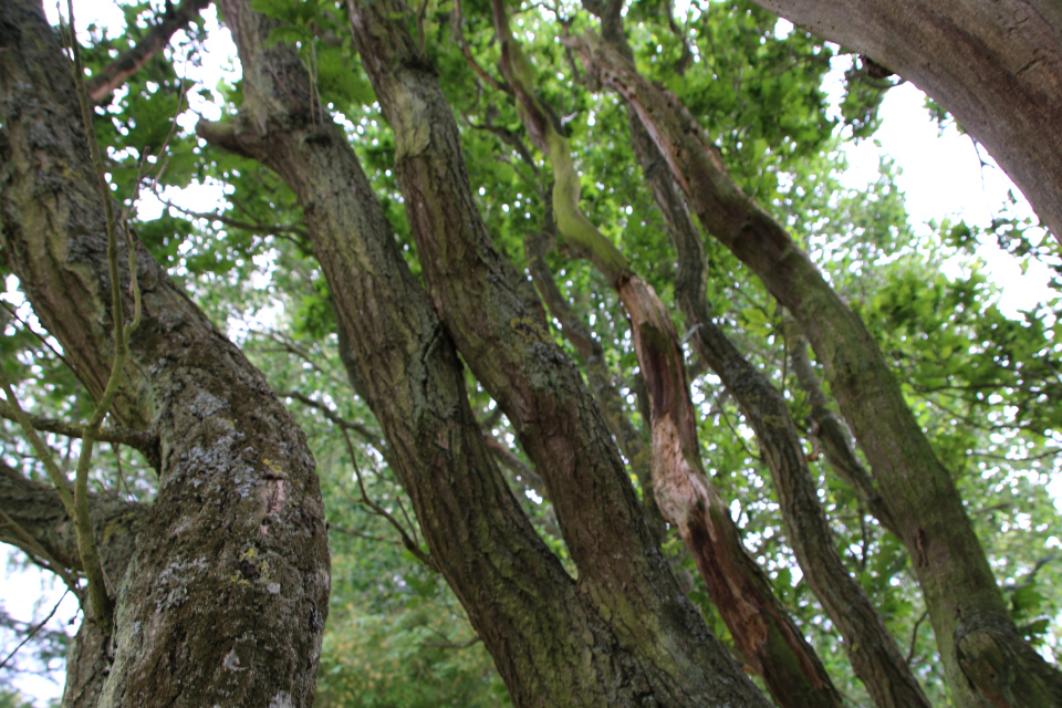 Pyramide-Eg, лат. Quercus Robur 'Fastigiata', Мемориальный парк, Орхус, Дания. 5 августа 2022