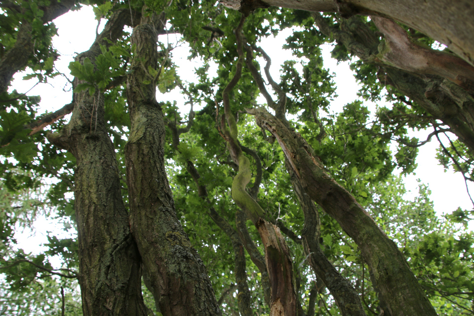 Дуб Марселиборг (дат. Pyramide-Eg, лат. Quercus Robur 'Fastigiata'), Мемориальный парк, Орхус, Дания. 5 августа 2022