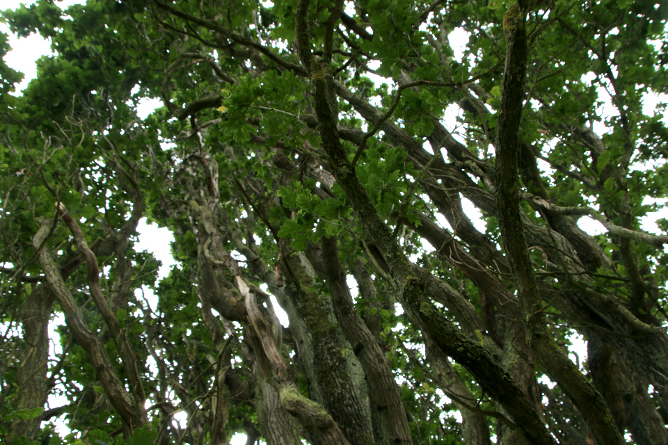 Pyramide-Eg, лат. Quercus Robur 'Fastigiata', Мемориальный парк, Орхус, Дания. 5 августа 2022