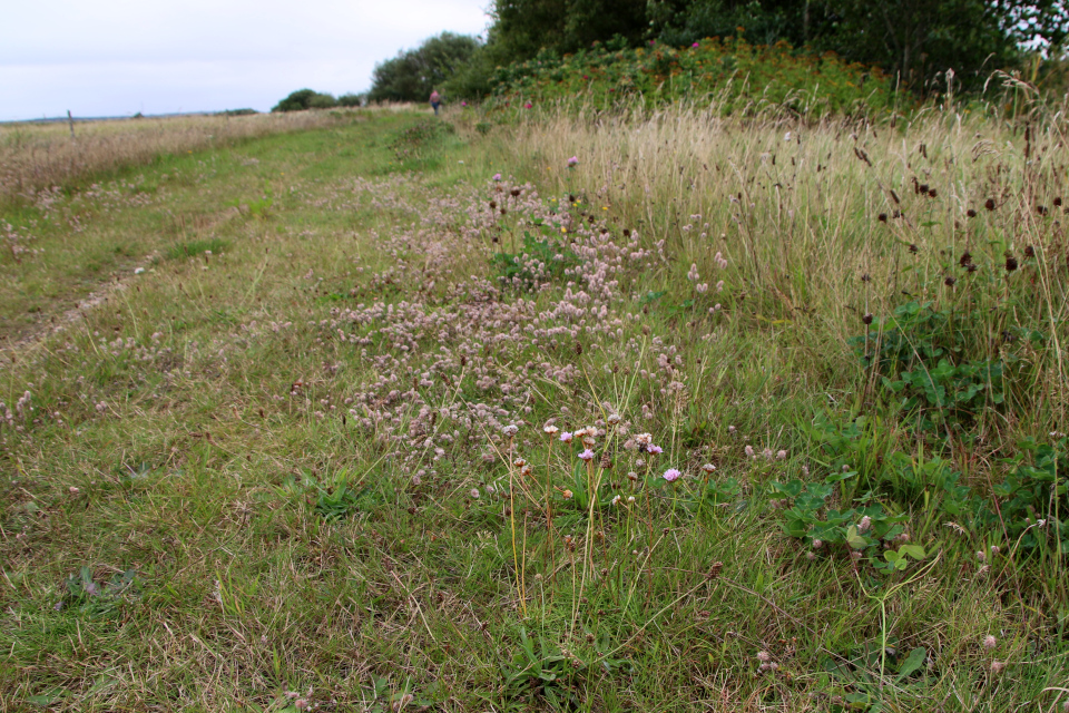 Armeria, Клевер пашенный (дат. Hare-Kløver, лат. Trifolium arvense)