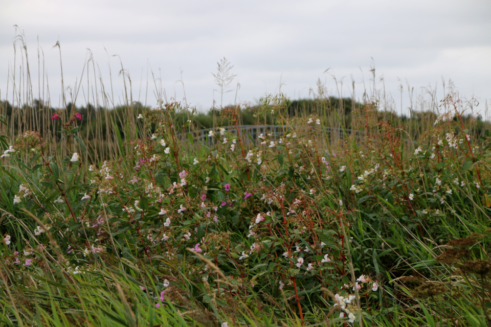 Недотрога железистая (дат. Kæmpe-Balsamin, лат. Impatiens glandulifera). Лунденэс (Lundenæs), Дания. 28 августа 2022