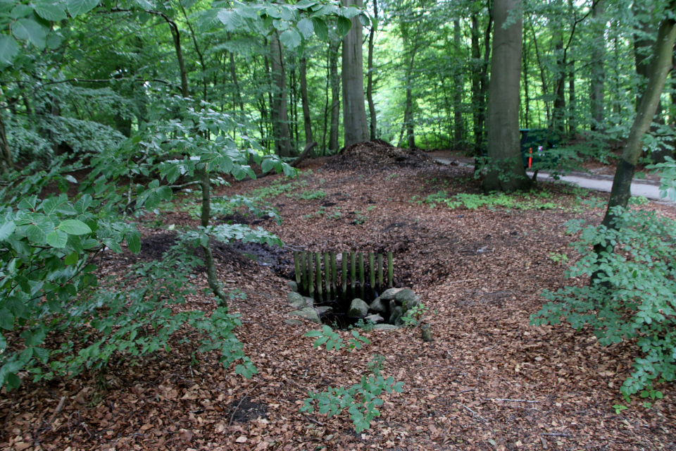 Бук обыкновенный (дат. Almindelig bøg, лат. Fagus sylvatica). Мемориальный парк 5 августа 2022, Дания