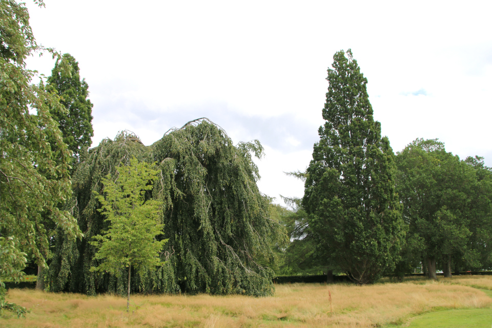 Дуб черешчатый пирамидальный Марселиборг (дат. Pyramide-Eg, лат. Quercus Robur 'Fastigiata'), Мемориальный парк, Орхус, Дания. 5 августа 2022