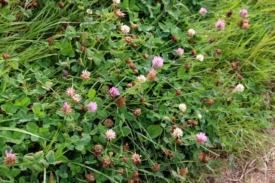 Клевер розовый (дат. Alsike-Kløver, лат. Trifolium hybridum). Лунденэс (Lundenæs), Дания. 28 августа 2022 