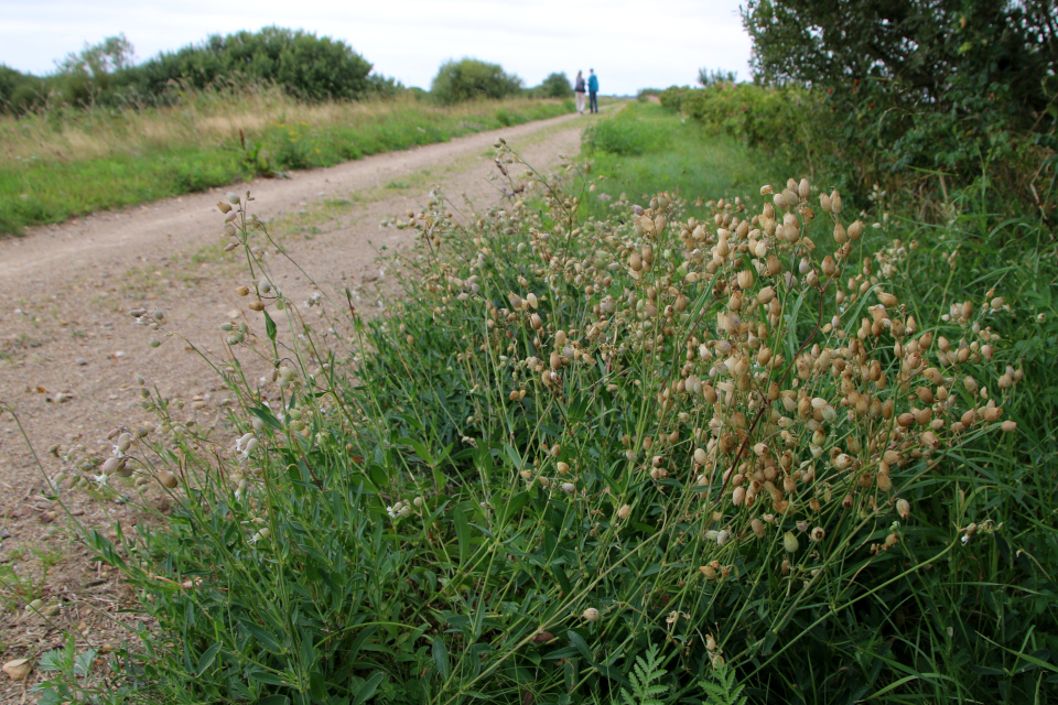 Смолёвка обыкновенная (дат. Blæresmælde, лат. Silene vulgaris). Лунденэс (Lundenæs), Дания. 28 августа 2022 