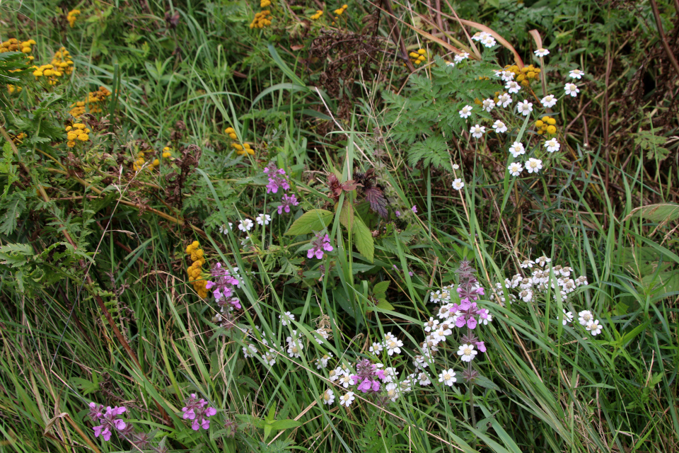 Чистец болотный (дат. Kær-Galtetand, лат. Stachys palustris). Лунденэс (Lundenæs), Дания. 28 августа 2022