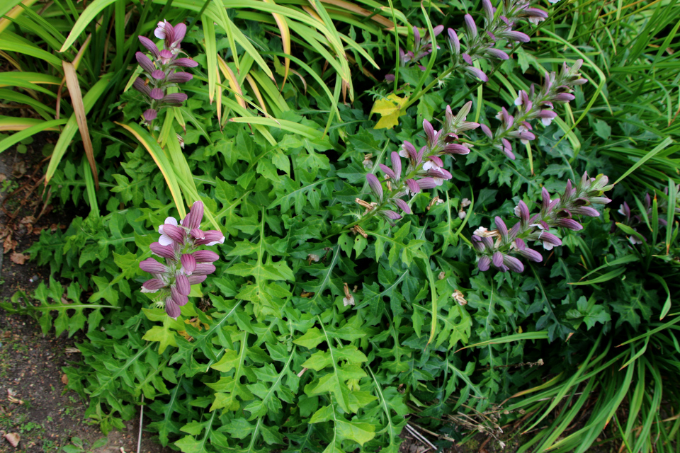 Акант мягкий (дат. Blød Akantus, лат. Acanthus mollis). Мемориальный парк Марселисборг 5 августа 2022, Дания