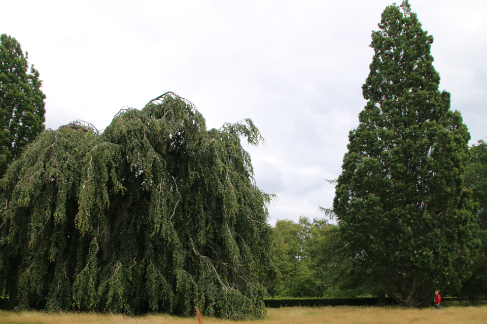 Бук плакучий Марселисборг (дат. Hængebøg, лат. Fagus sylvatica 'Pendula'), Мемориальный парк, Орхус, Дания. 5 августа 2022