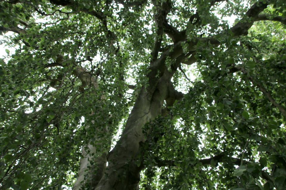 Бук плакучий Марселисборг (дат. Hængebøg, лат. Fagus sylvatica 'Pendula'), Мемориальный парк, Орхус, Дания. 5 августа 2022