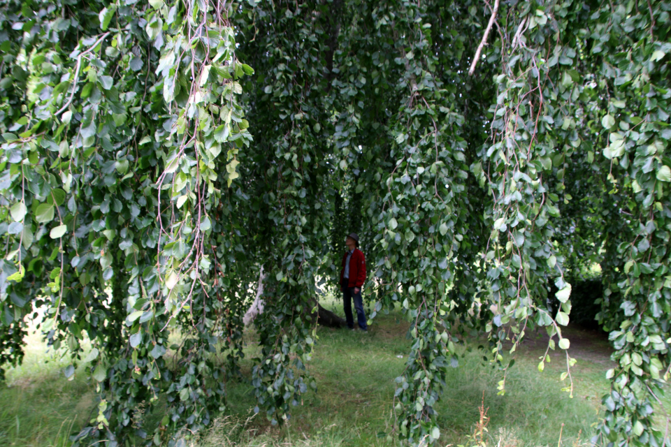 Бук плакучий Марселисборг (дат. Hængebøg, лат. Fagus sylvatica 'Pendula'), Мемориальный парк, Орхус, Дания. 5 августа 2022