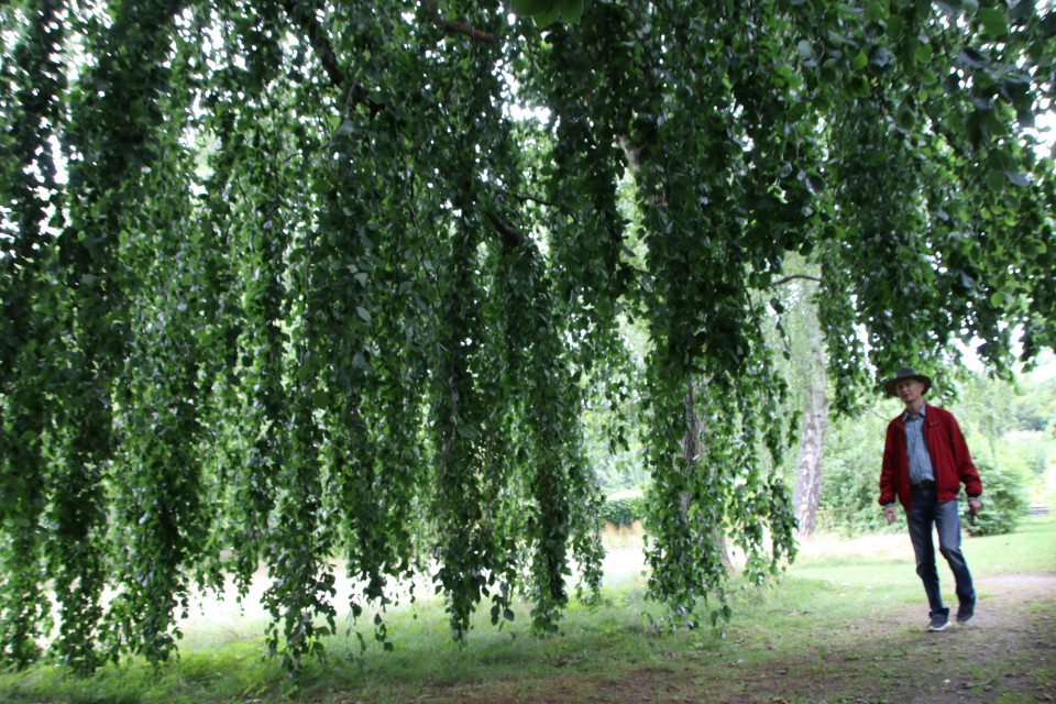 Бук плакучий Марселисборг (дат. Hængebøg, лат. Fagus sylvatica 'Pendula'), Мемориальный парк, Орхус, Дания. 5 августа 2022