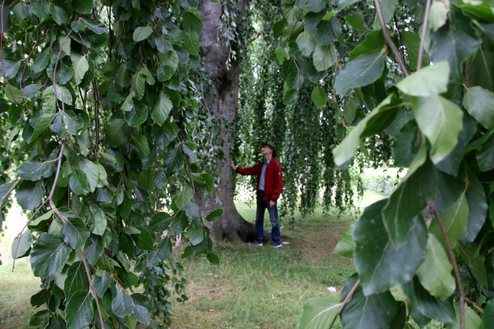 Бук плакучий Марселисборг (дат. Hængebøg, лат. Fagus sylvatica 'Pendula'), Мемориальный парк, Орхус, Дания. 5 августа 2022