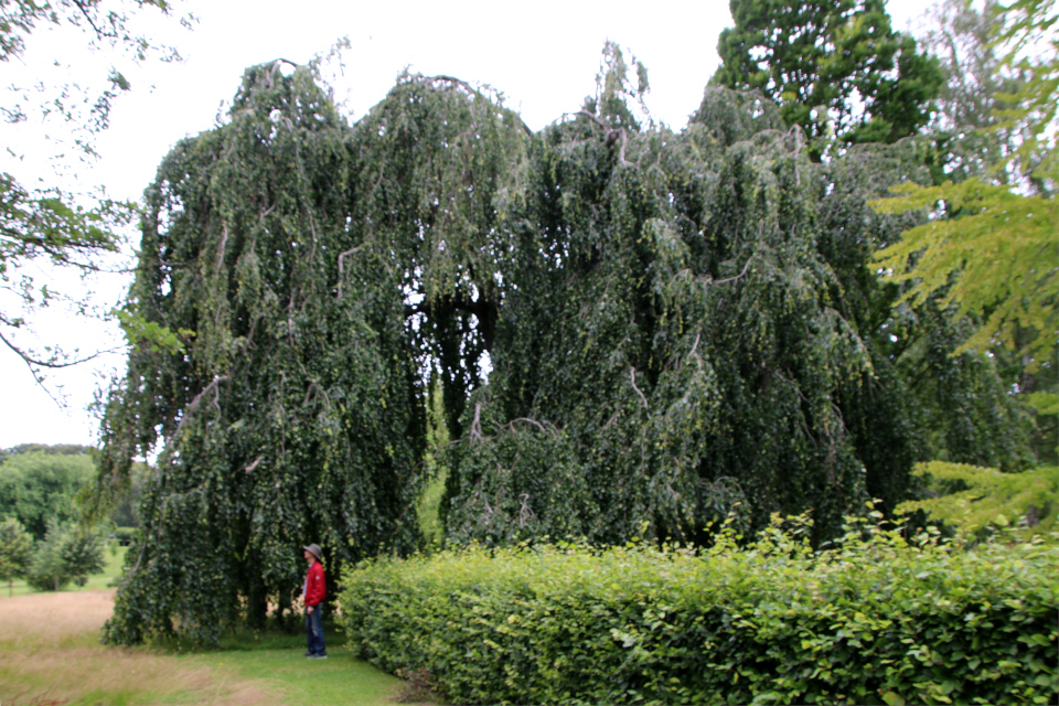 Бук плакучий Марселисборг (дат. Hængebøg, лат. Fagus sylvatica 'Pendula'), Мемориальный парк, Орхус, Дания. 5 августа 2022