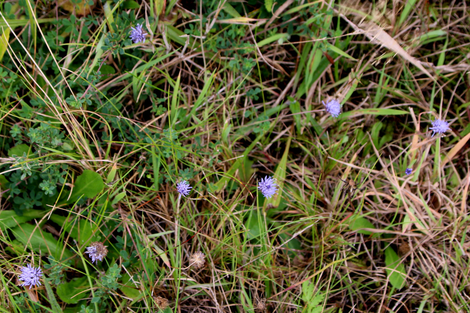 Букашник горный (дат. Blåmunke, лат. Jasione montana)