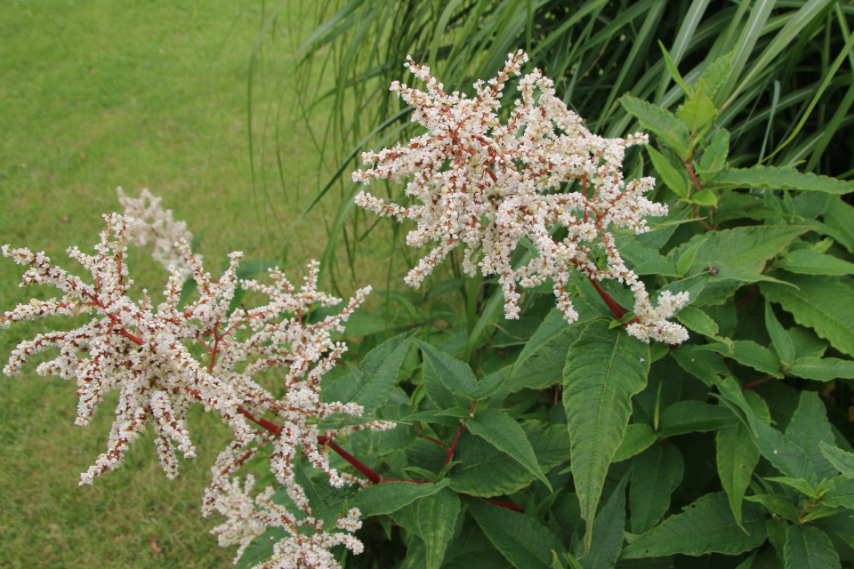 Горец изменчивый (дат. Høj hvid pileurt, лат. Persicaria polymorpha). Мемориальный парк Марселисборг 5 августа 2022, Дания