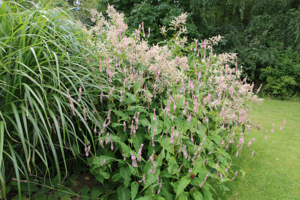 Горец изменчивый (дат. Høj hvid pileurt, лат. Persicaria polymorpha). Мемориальный парк Марселисборг 5 августа 2022, Дания