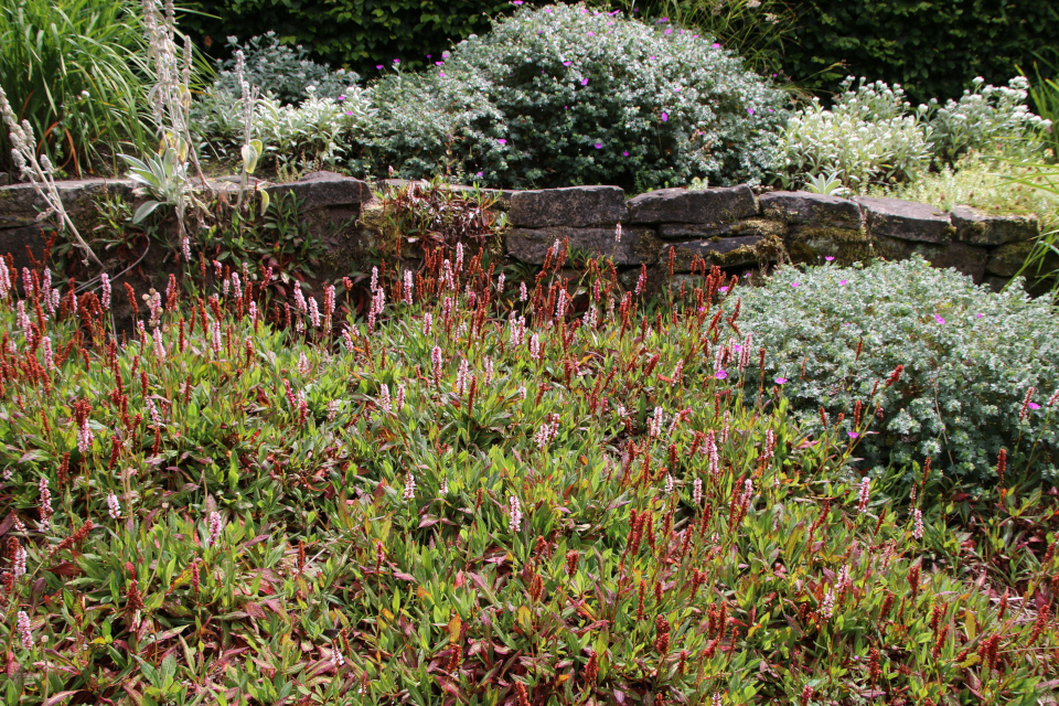 Горец родственный или персикария родственная (дат. Tæppepileurt, лат. Persicaria affinis). Мемориальный парк Марселисборг 5 августа 2022, Дания