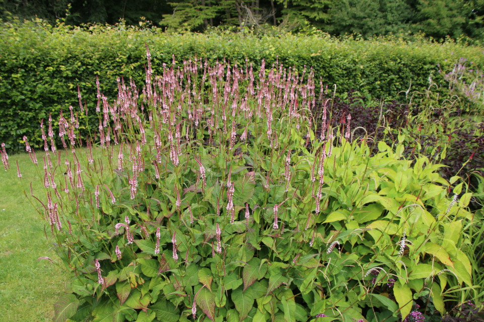 Горец свечевидный (дат. Kærtepileurt, лат. Persicaria amplexicaulis). Мемориальный парк Марселисборг 5 августа 2022, Дания