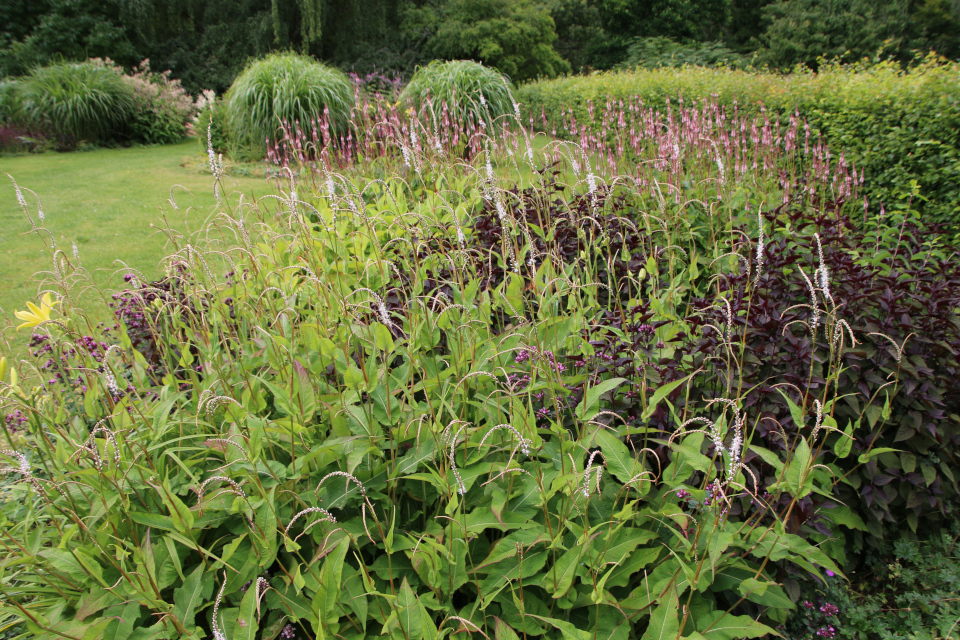 Горец свечевидный (дат. Kærtepileurt, лат. Persicaria amplexicaulis). Мемориальный парк Марселисборг 5 августа 2022, Дания