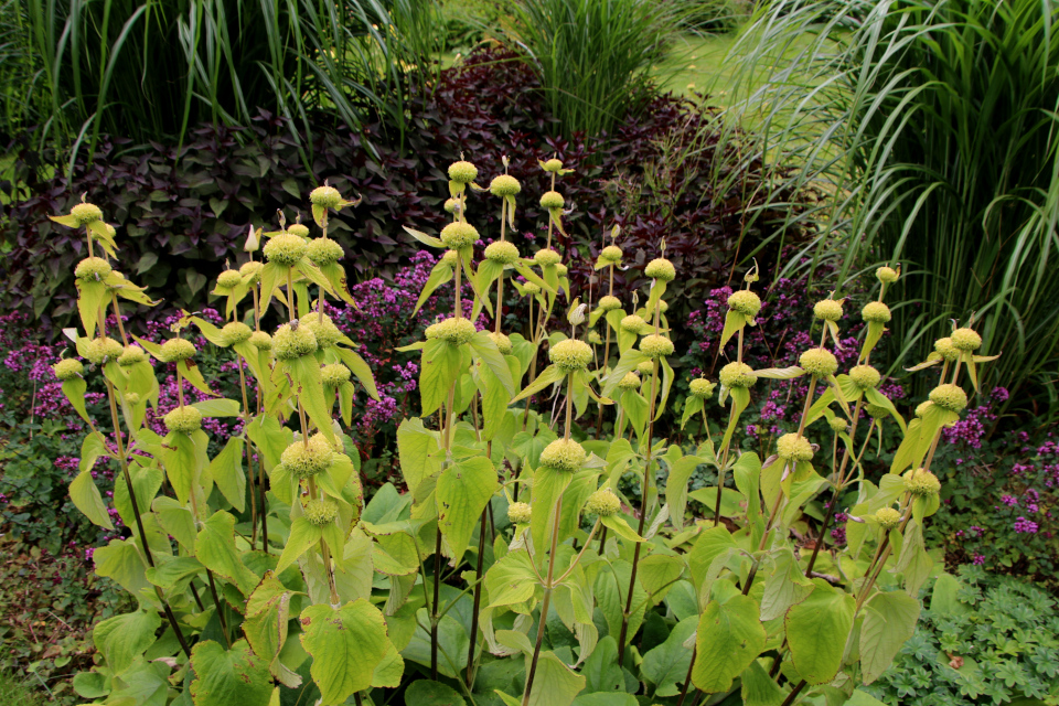 Зопник русский (дат. Gul løvehale, лат. Phlomis russeliana). Мемориальный парк Марселисборг 5 августа 2022, Дания