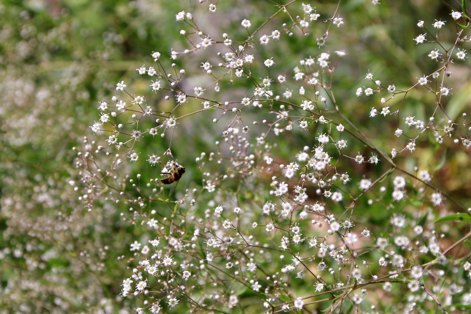 Качим метельчатый или перекати-поле (дат. Flerårig brudeslør, лат. Gypsophila paniculata). Мемориальный парк Марселисборг 5 августа 2022, Дания