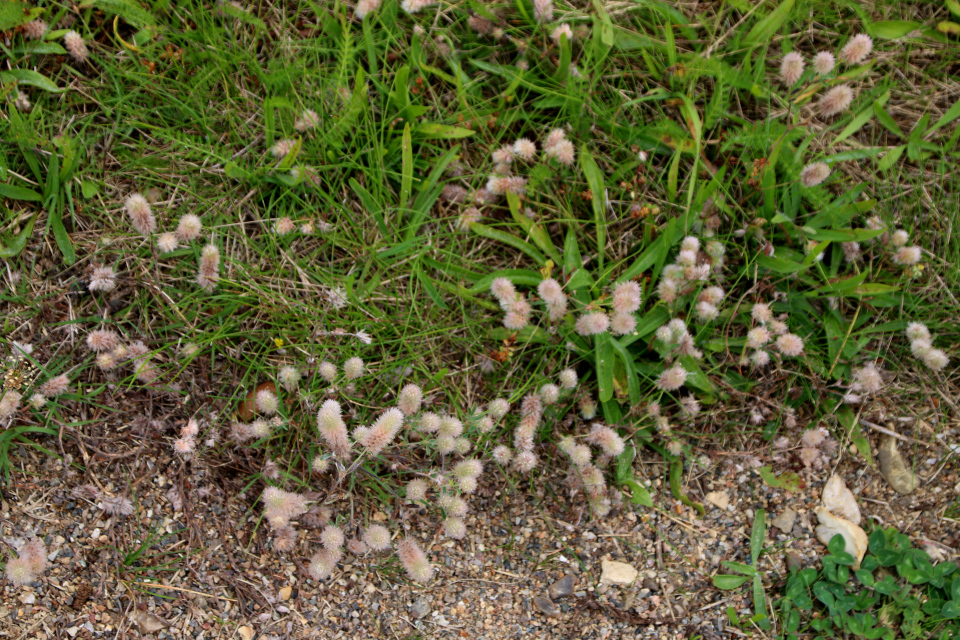 Клевер пашенный (дат. Hare-Kløver, лат. Trifolium arvense) 