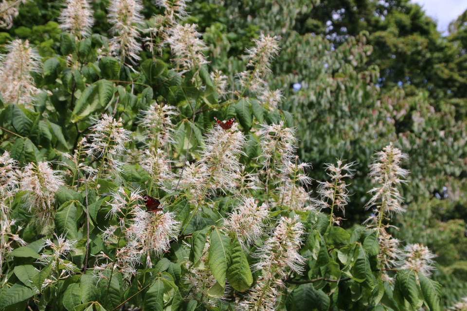 Конский каштан мелкоцветный (лат. Hestekastanie Busk, лат. Aesculus parviflora). Мемориальный парк Марселисборг 5 августа 2022, Дания