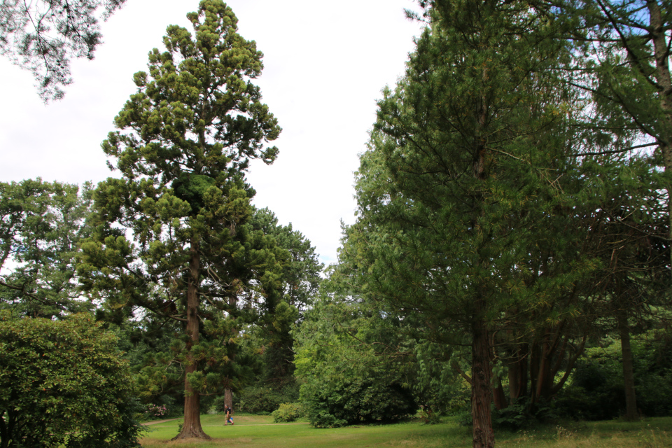 Криптомерия японская (дат. Kryptomeria Cryptomeria japonica). Мемориальный парк Марселисборг 5 августа 2022, Дания