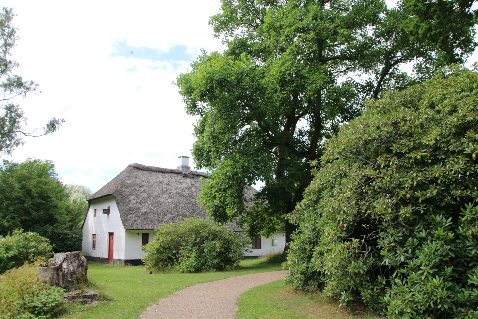 Лириодендрон тюльпановый (Tulipantræ, Liriodendron tulipifera), Мемориальный парк Марселисборг, Орхус, Дания. 5 августа 2022